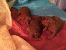 Professional Dark Red Mini Goldendoodle Breeders Located in Iowa